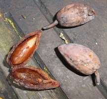Fruits of Calophyllum species photo